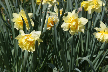 Heirloom 'Butter and Eggs' - 10 bulbs