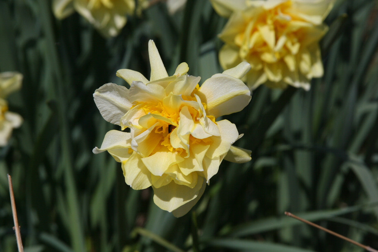 Heirloom 'Butter and Eggs' - 10 bulbs