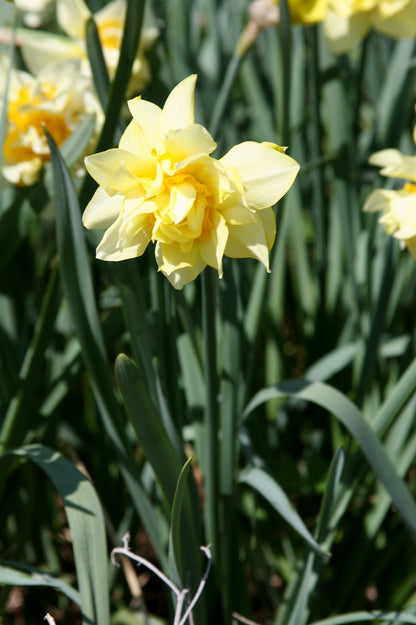 Heirloom 'Butter and Eggs' - 10 bulbs
