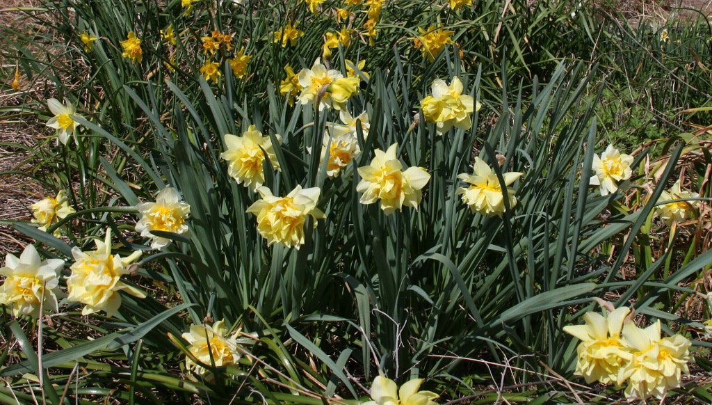 Heirloom 'Butter and Eggs' - 10 bulbs