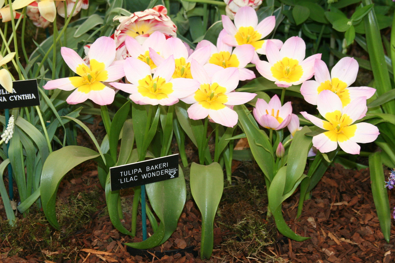 Tulipa bakeri 'Lilac Wonder' - 10 bulbs