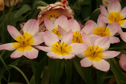Tulipa bakeri 'Lilac Wonder' - 10 bulbs