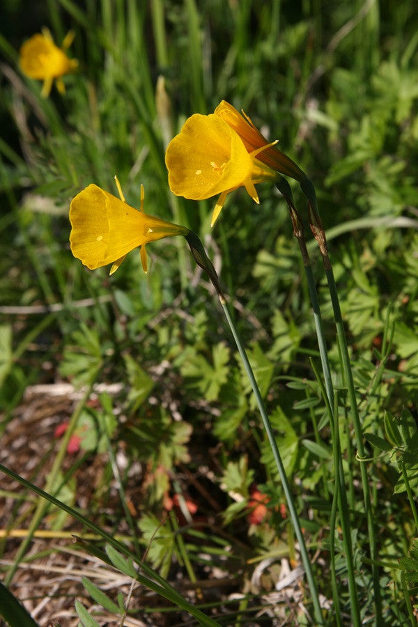Daffodil bulbocodium 'Oxford Gold' - 5 bulbs