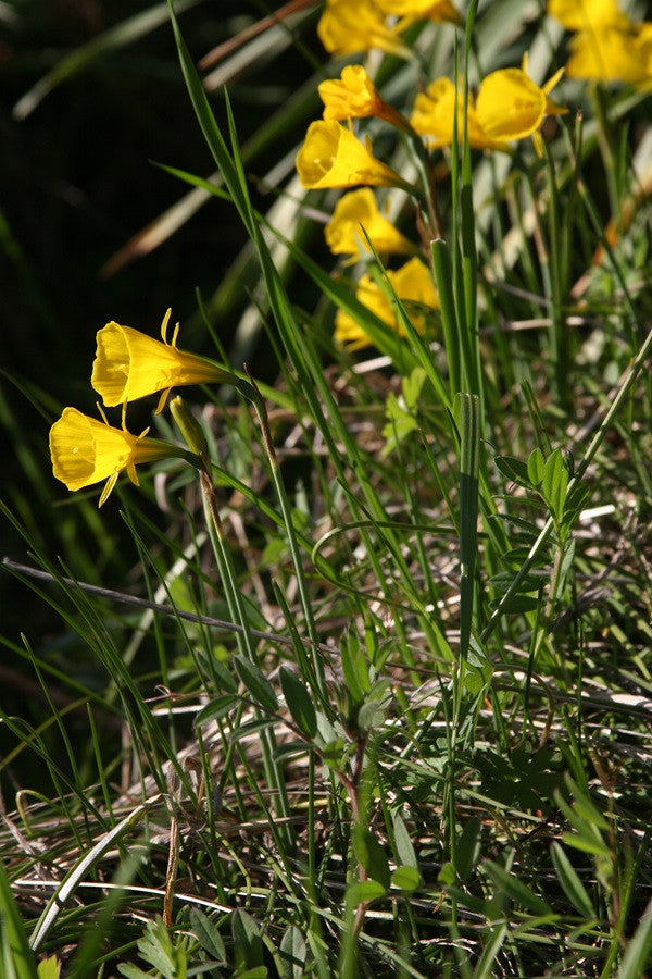 Daffodil bulbocodium 'Oxford Gold' - 5 bulbs