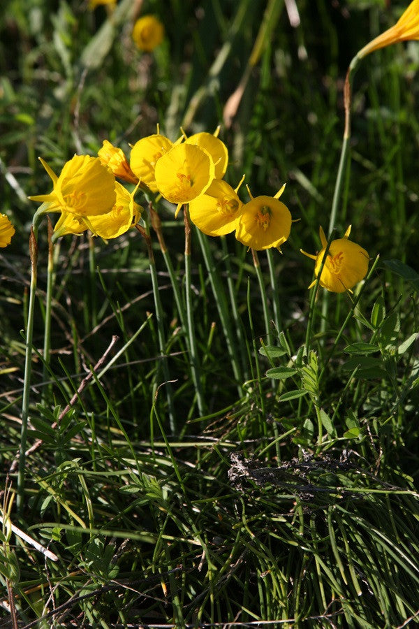 Daffodil bulbocodium 'Oxford Gold' - 5 bulbs
