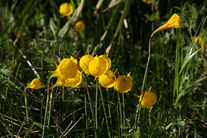 Daffodil bulbocodium 'Oxford Gold' - 5 bulbs