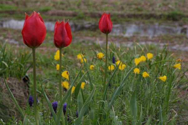 Daffodil bulbocodium 'Oxford Gold' - 5 bulbs