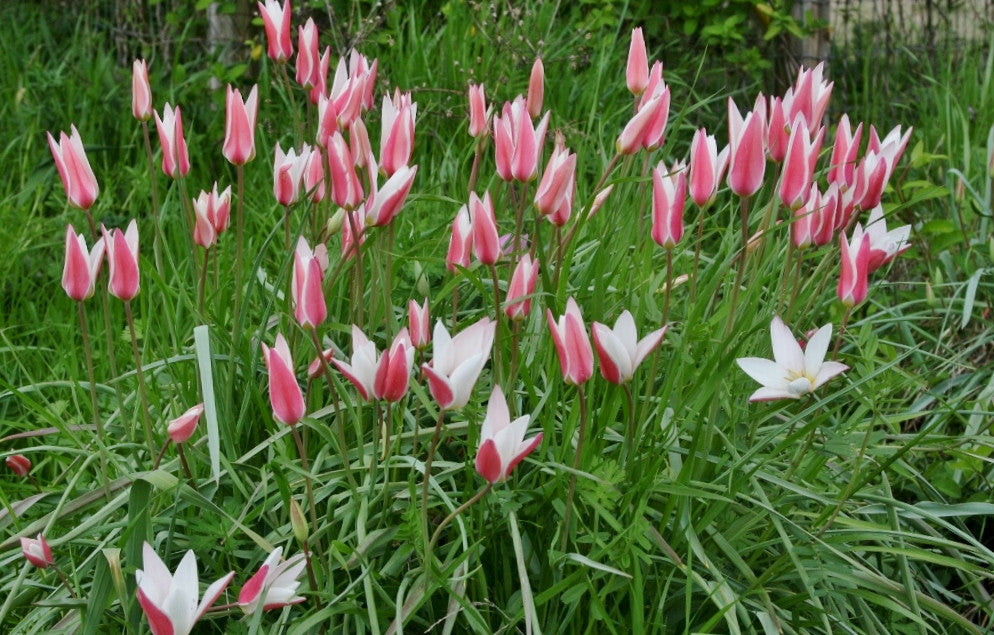Tulipa clusiana 'Lady Jane' - 10 bulbs