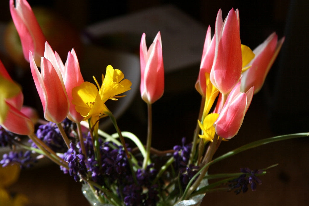 Tulipa clusiana 'Lady Jane' - 10 bulbs