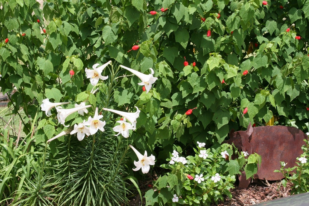 Lilium formosanum Dwarf 'Philippine Lily' - Four - 4" pots