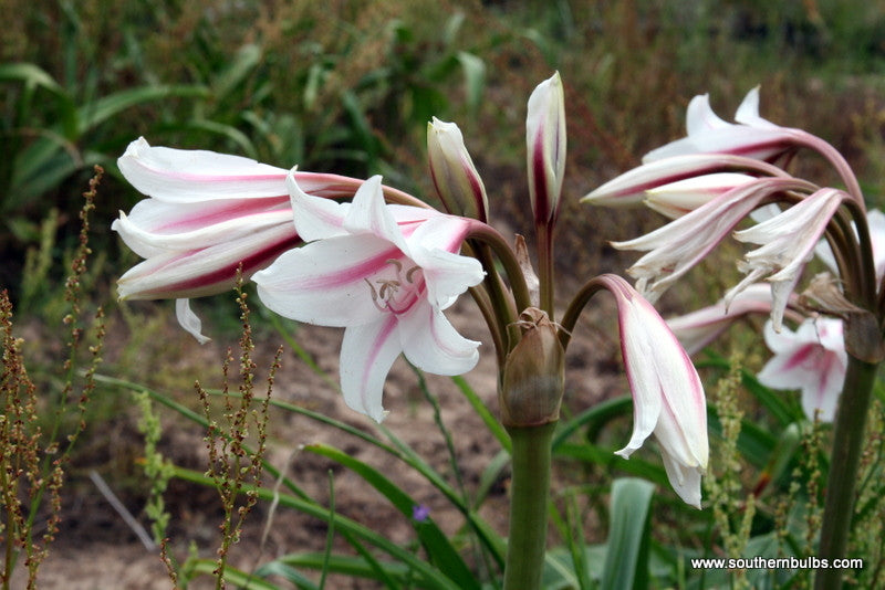 red white crinum lily Crinum 'Milk & Wine' Lily – The Southern Bulb Co