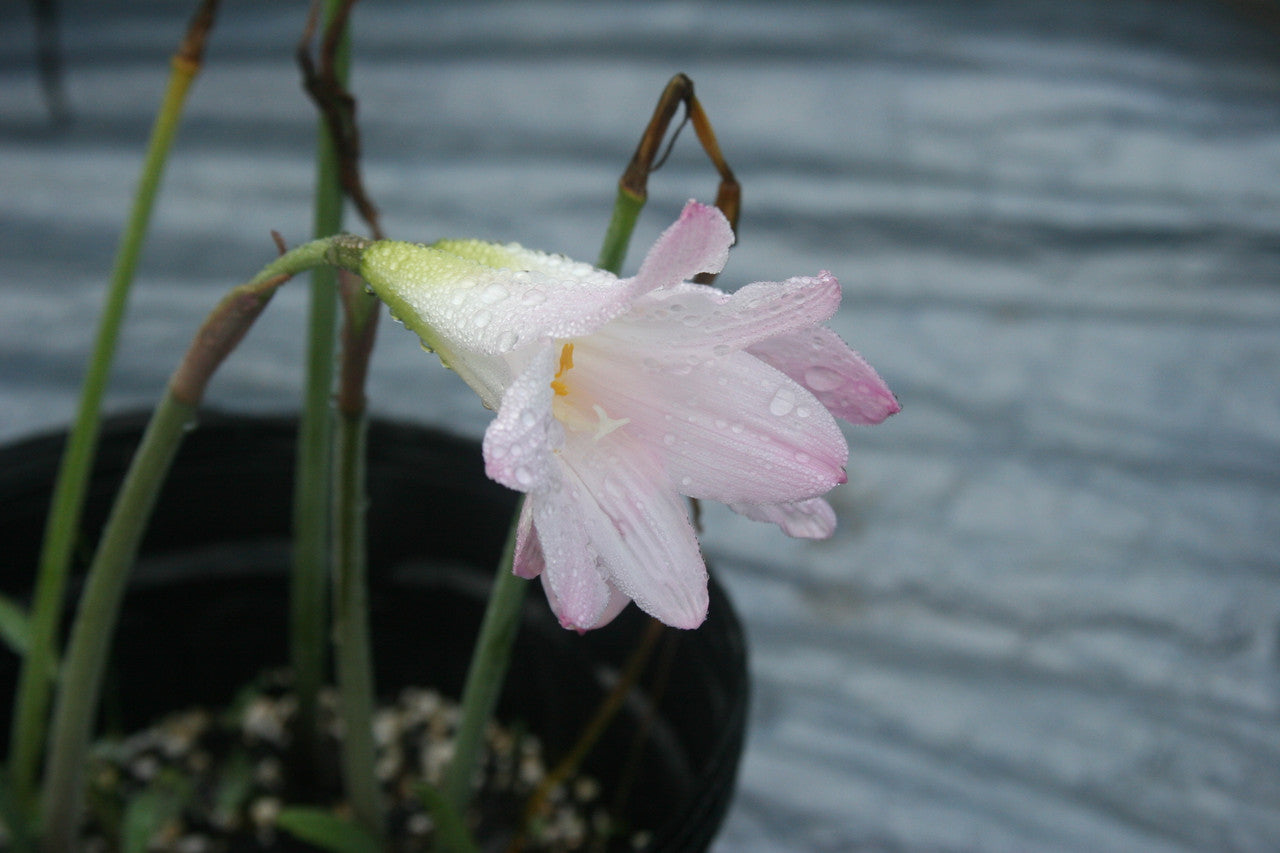 Habranthus robustus 'Russell Manning' Pink Rain Lily - 4-4" pots