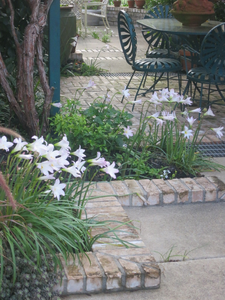 Pink Rain lily Habranthus robustus 'Pink Rain Lily' - 5 Bulbs