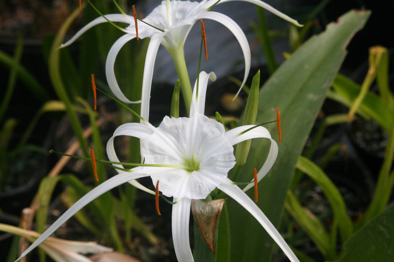 giant white lily bulbs Hymenocallis 'Tropical Giant' (Regular)