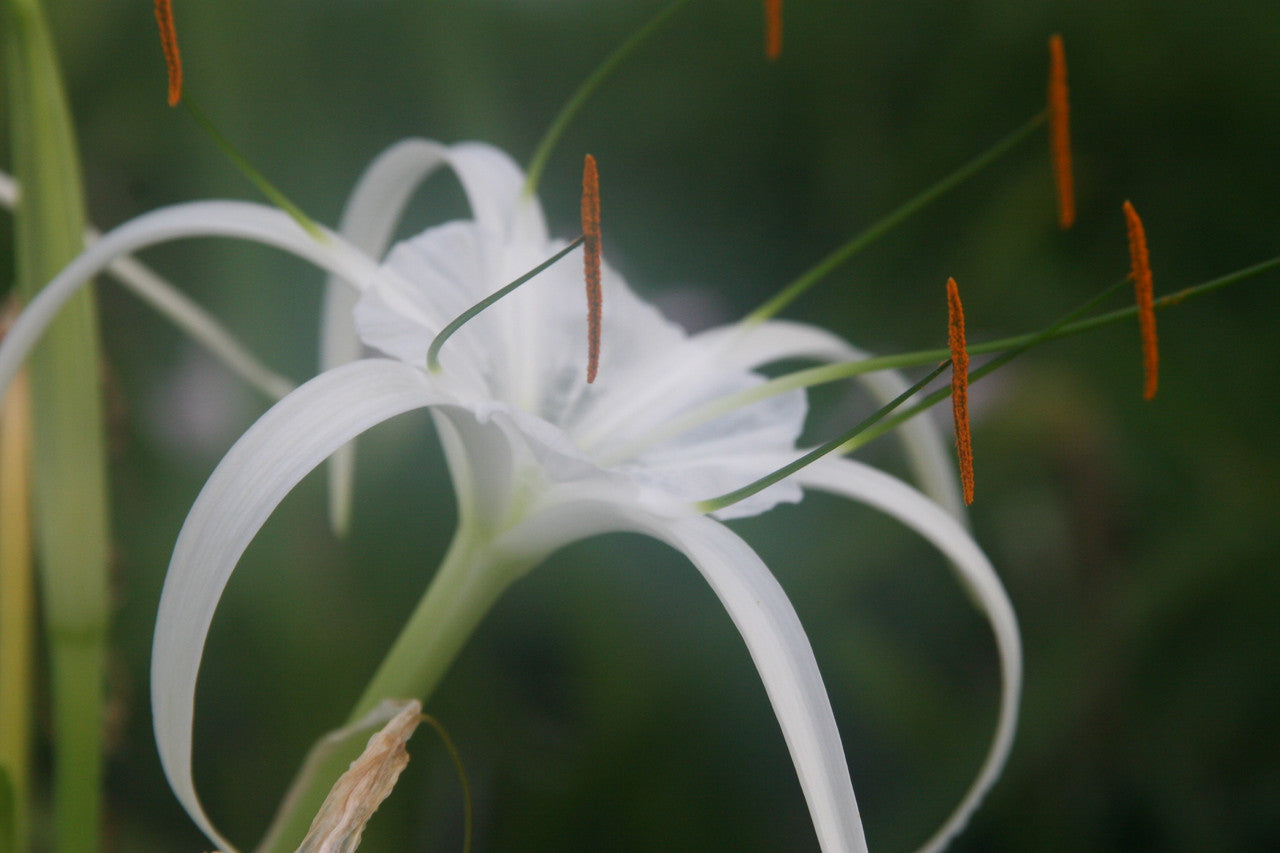 white tropical lily Hymenocallis 'Tropical Giant'