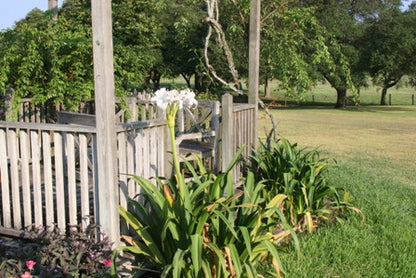 Crinum Mrs. James Hendry - 1 bulb