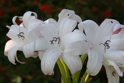 Crinum Mrs. James Hendry - 1 bulb
