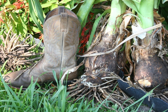 Crinum Mrs. James Hendry - 1 bulb