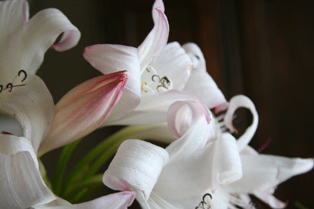 Crinum Mrs. James Hendry - 1 bulb