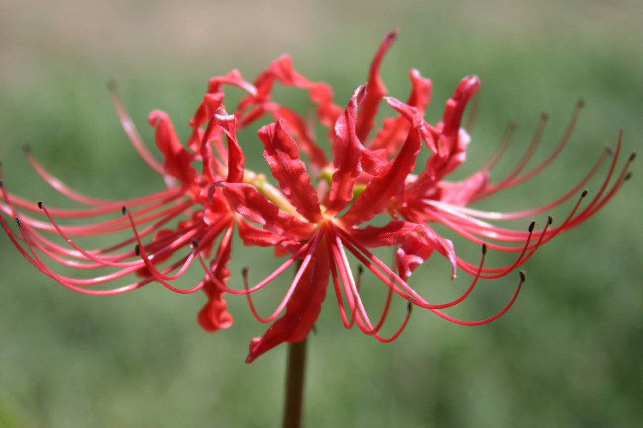 Southern Bulbs Spider Lily - Thumbnail 3
