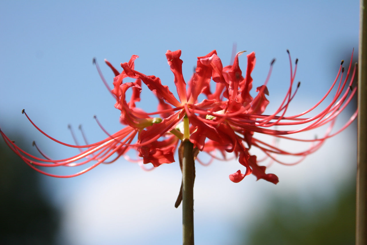 can red spider lily kill you Red Spider Lily (Lycoris radiata) Southern Heirloom Triploid