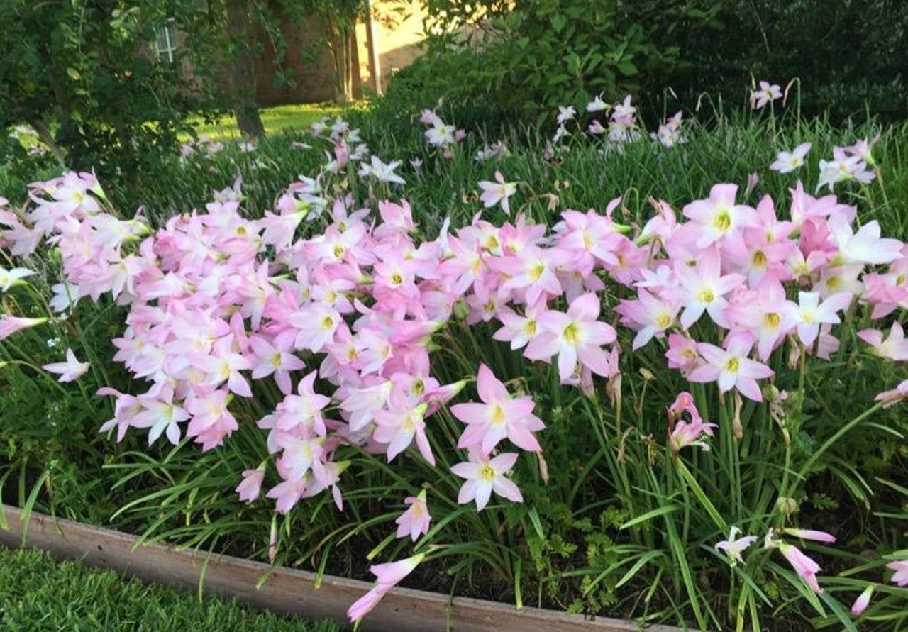 Habranthus robustus 'Pink Rain Lily' -  Four 4" pots