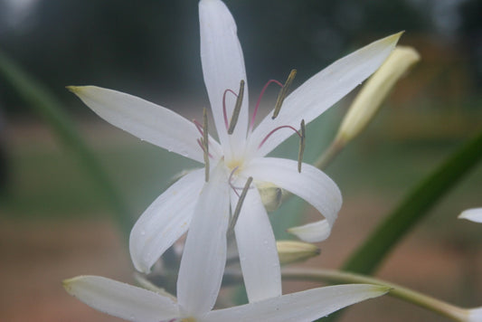 (Pack of 1) White Spider-like Blooming Crinum.