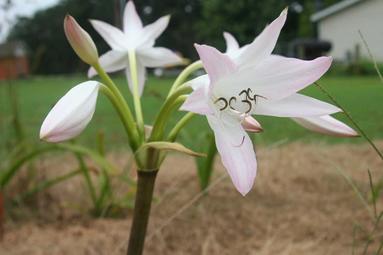Crinum 'Summer Nocturne' - 3 bulbs