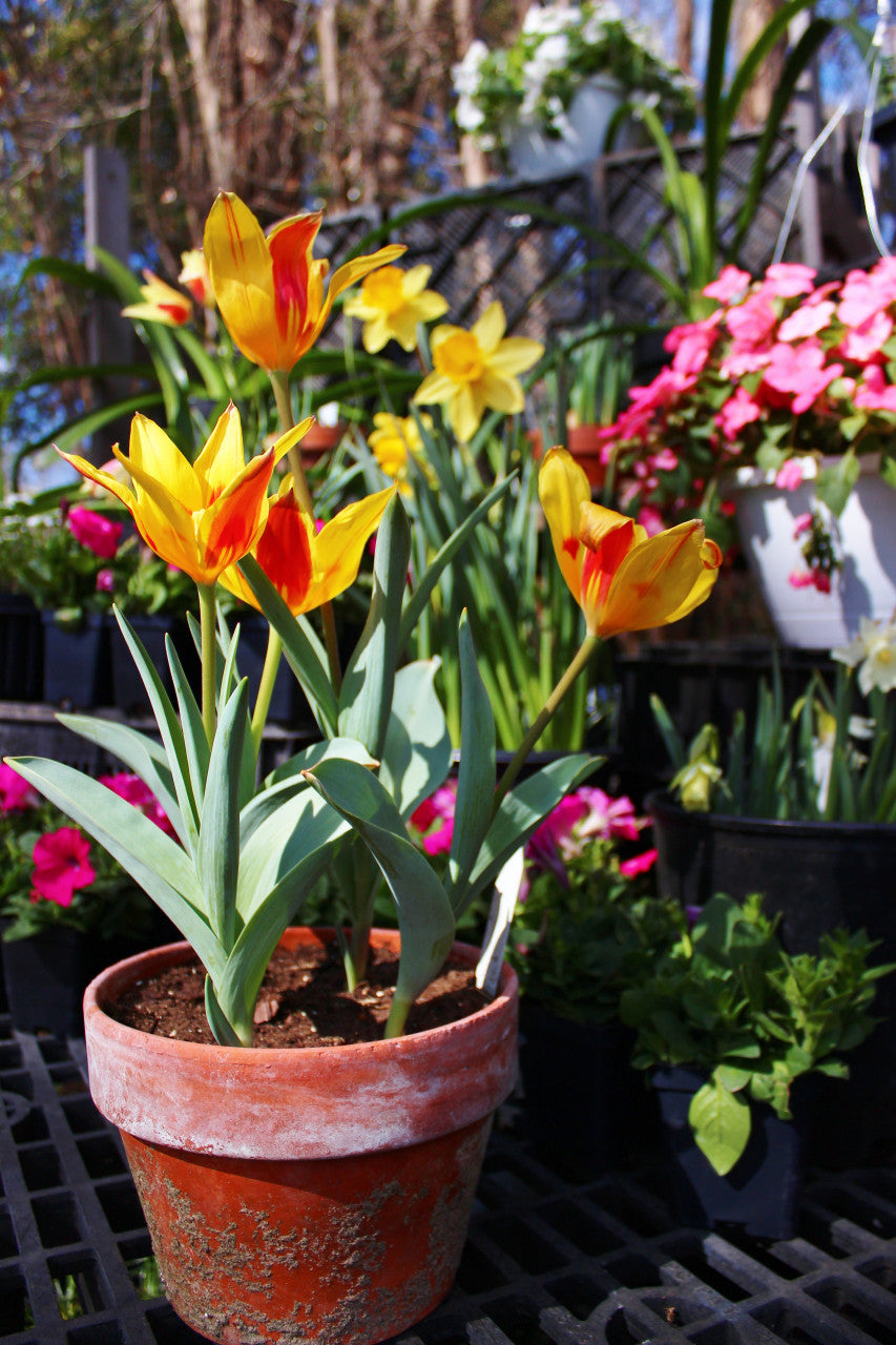 Tulipa 'Tschimganica' - 5 bulbs