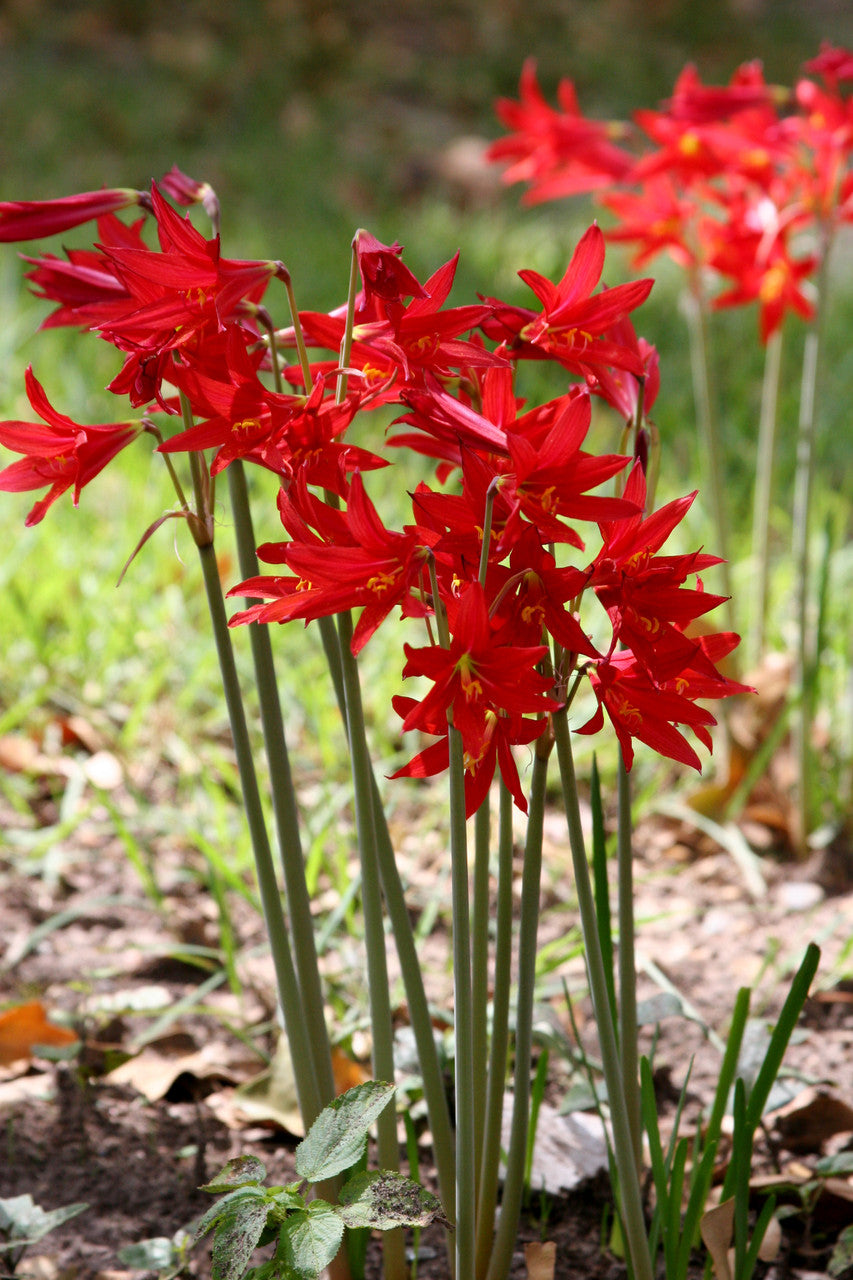 Oxblood Lily or "Schoolhouse Lily" - 1 - 5" pot