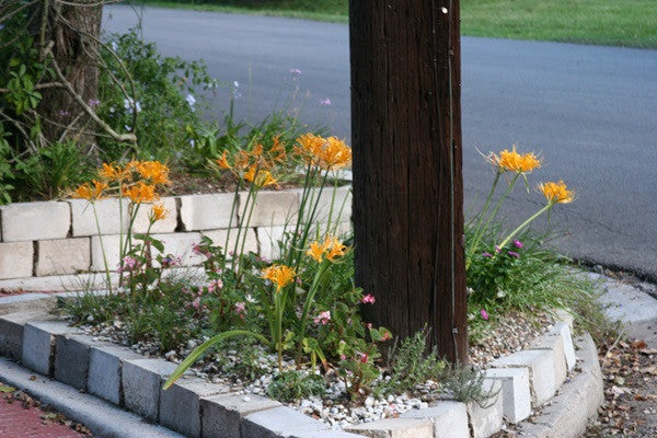 Yellow Spider Lily (Lycoris aurea) - 5 bulbs