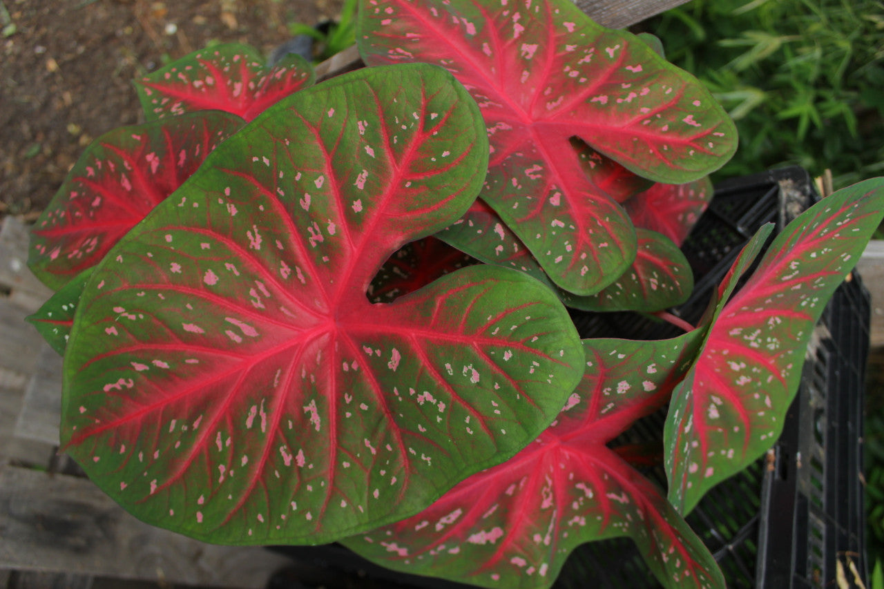Caladium 'Red Flash' - 5 tubers