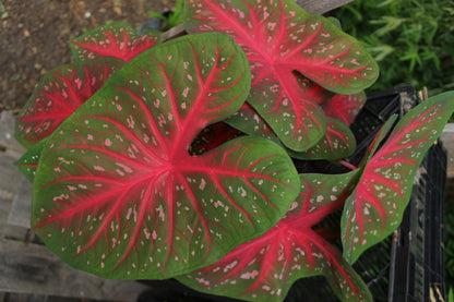 Caladium 'Red Flash' - 5 tubers
