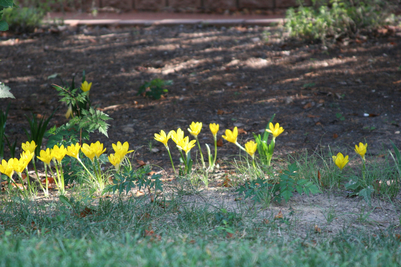 Sternbergia lutea "Autumn Daffodil" - 5 bulbs
