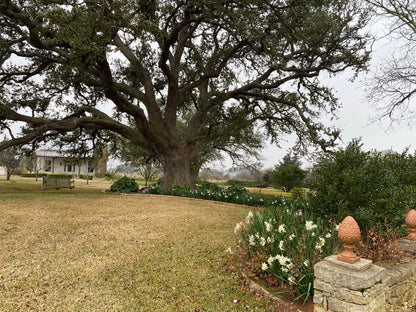 Heirloom 'Italicus' - 10 bulbs