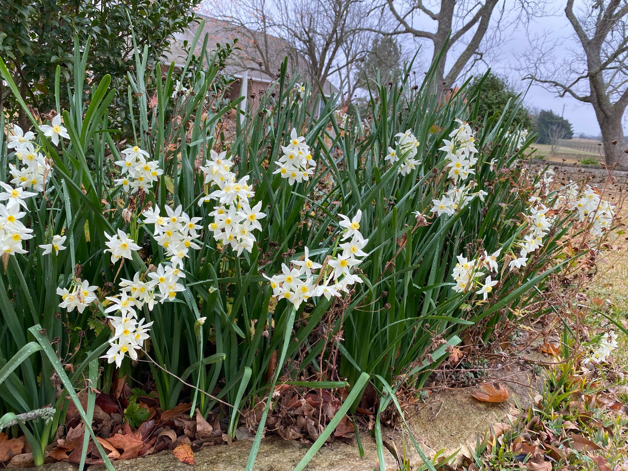 Heirloom 'Italicus' - 10 bulbs