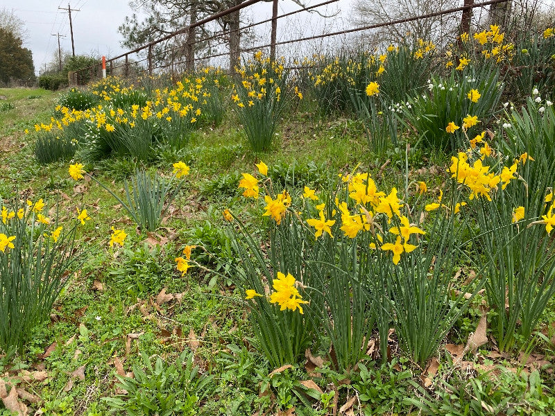 Heirloom 'Campernelle' - 10 bulbs