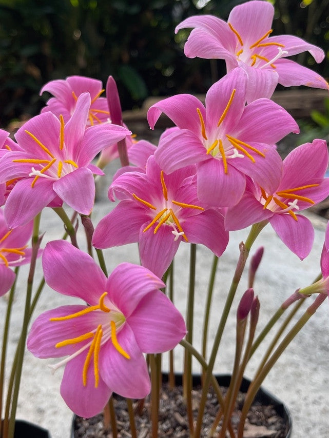 pink lily of the valley flower Zephyranthes grandiflora 'Pink Rain Lily'