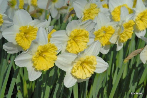 Southern Bulbs Daffodil Ice Follies - Thumbnail 3