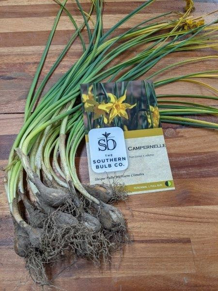 Heirloom 'Campernelle' - 10 bulbs