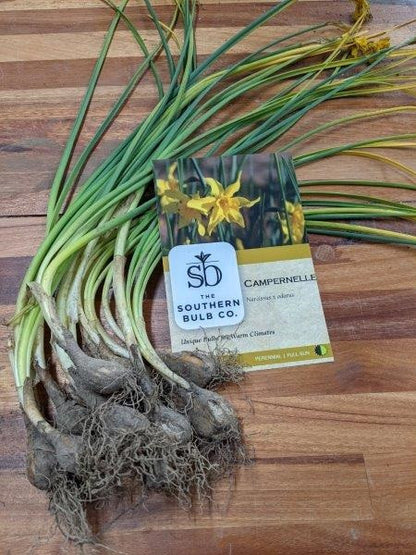 Heirloom 'Campernelle' - 10 bulbs