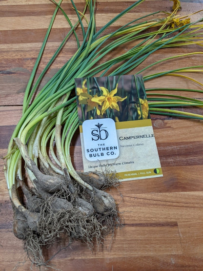 Heirloom 'Campernelle' - 10 bulbs