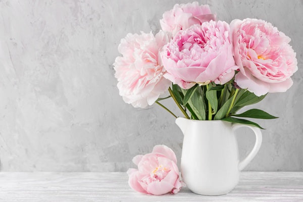Peony 'Karl Rosenfield' - 1 root crown