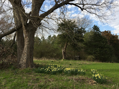 Heirloom "Incomparable" Daffodil -  10 bulbs