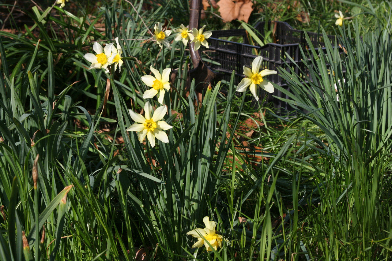 Heirloom "Incomparable" Daffodil -  10 bulbs