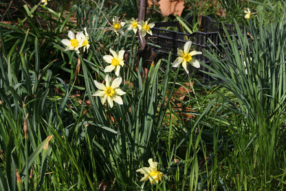 Heirloom "Incomparable" Daffodil -  10 bulbs