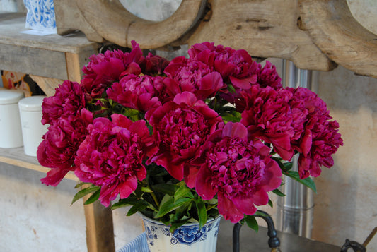 Peony 'Inspecteur Lavergne' - 1 root crown