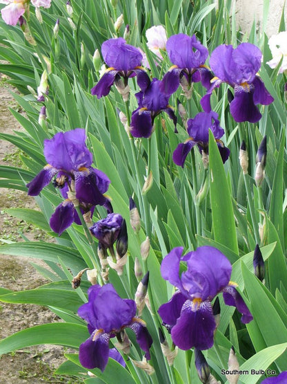 Old Fashioned Heirloom Purple Bearded Iris - 5 Tubers
