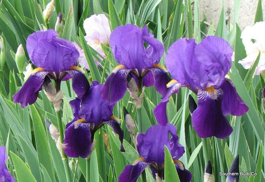Old Fashioned Heirloom Purple Bearded Iris - 5 Tubers