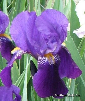 Old Fashioned Heirloom Purple Bearded Iris - 5 Tubers